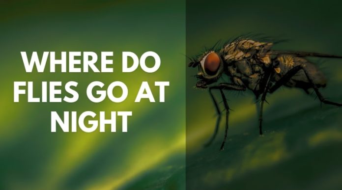 Where Do Flies Go at Night